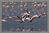 Lesser Flamingo flight.jpg