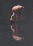 Flamingo reflection.jpg