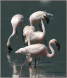 flamingo group.jpg
