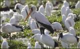 Yellow billed stork among egrets.jpg
