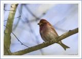 Purple Finch Male.jpg