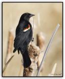 Red Wing Blackbird.jpg
