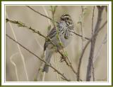 Savanna Sparrow.jpg