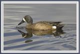 blue wing teal.jpg