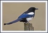 Magpie on Post.jpg