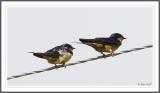 Birds on a Wire-Barn Swallows.jpg
