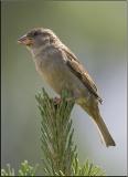  Female house Sparrow .jpg