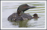 Loon Baby  taking a ride.jpg