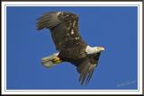 Eagle flight.jpg