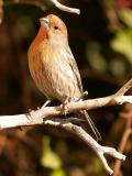 Female Finch 1.jpg