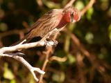 Male Finch 1.jpg