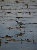 Snowy Egret 1.jpg