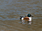 Northern Shoveler 01.jpg