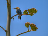 Gila Woodpecker08 cropped.jpg