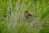 Field Sparrow (Spizella pusilla)