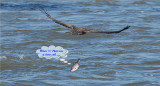 Bald Eagle (and the fish that got away)