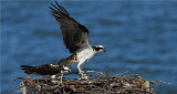 Osprey