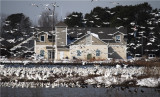 Snow Geese  & Visitor Center