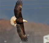 Bald Eagle