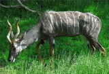 Kudu