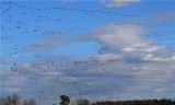 The Sky is Filled with Canada Geese