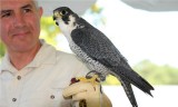 Peregrine Falcon