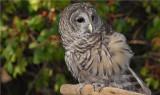 Barred Owl