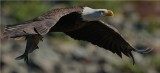 Bald Eagle 