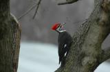Pileated Woodpecker 1.JPG