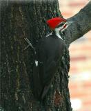 Pileated Woodpecker 3.JPG