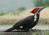 Pileated Woodpecker 4.JPG