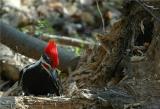 Pileated Woodpecker 6.JPG