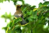 Cedar Waxwing (Bombycilla cedrorum)