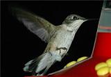 Ruby Throated Hummingbird