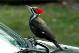 Pileated Woodpecker 14.JPG