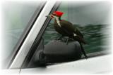 Pileated Woodpecker 16.JPG