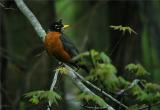 American Robin (Turdus migratorius)