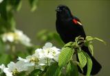 Red-Winged Blackbird.JPG