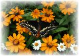 Black Swallowtail.JPG