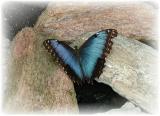 Common Blue Morpho-Morpho Peleides.JPG