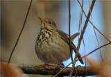 Hermit Thrush (Catharus guttatus)