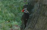 Pileated Woodpecker 24.JPG