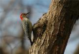 Red-Bellied Woodpecker (Melanerpes carolinus)