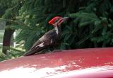 Pileated Woodpecker 30.JPG