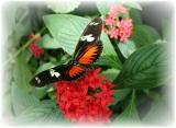Doris Butterfly - Heliconius Doris.JPG