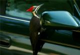Pileated Woodpecker 31.JPG