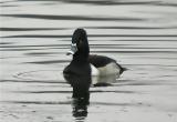 Ring-Necked Duck (Aythya collaris)