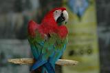 Scarlet Macaw