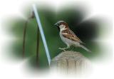 House Sparrow.JPG