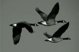 Canada Geese in Flight